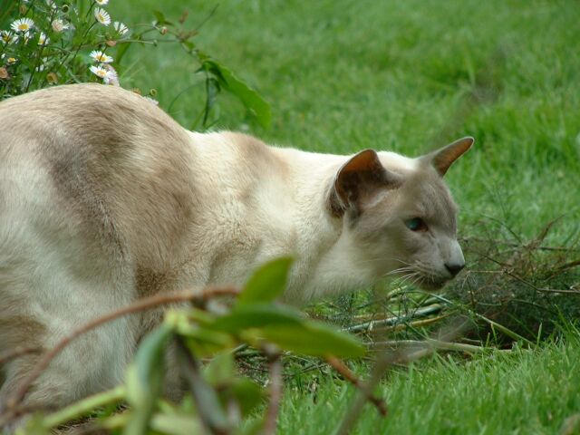 [Kitti in the wild]